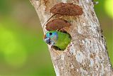 Double-eyed Fig-Parrotborder=